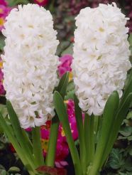 White Potted Hyacinths